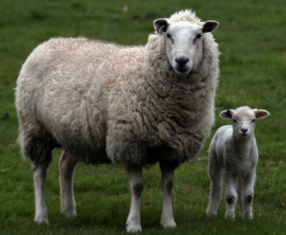 Карпатські фермери просять Верховну Раду прийняти закон про розвиток вівчарства