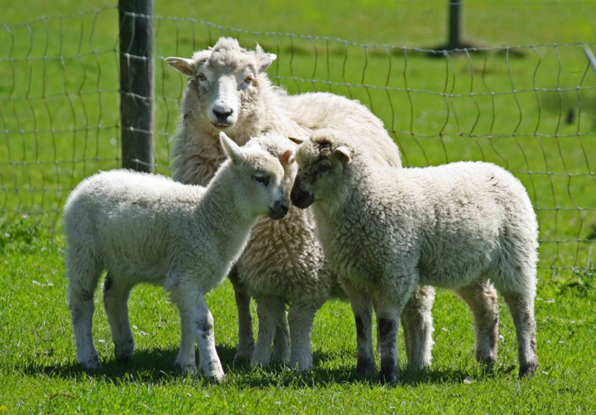 Карпатські фермери просять Верховну Раду прийняти закон про розвиток вівчарства Карпатські фермери просять Верховну Раду прийняти закон про розвиток вівчарства