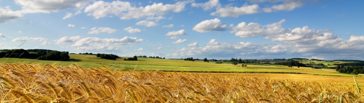 У Херсонській області горять поля