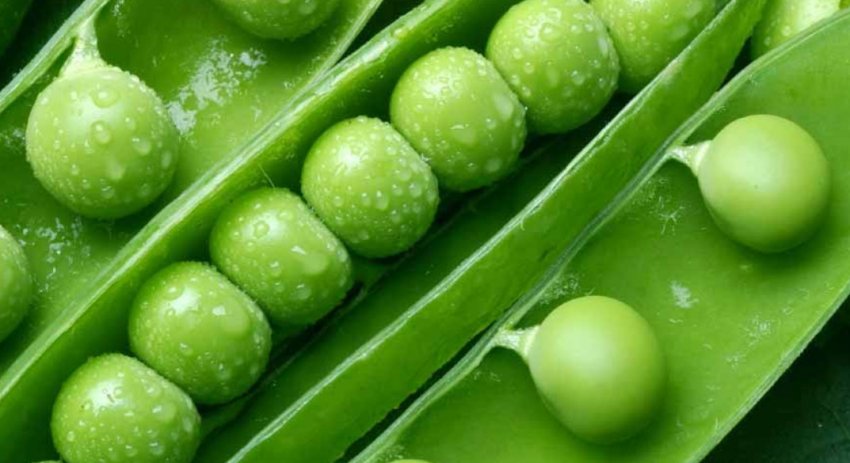 Горох Горох