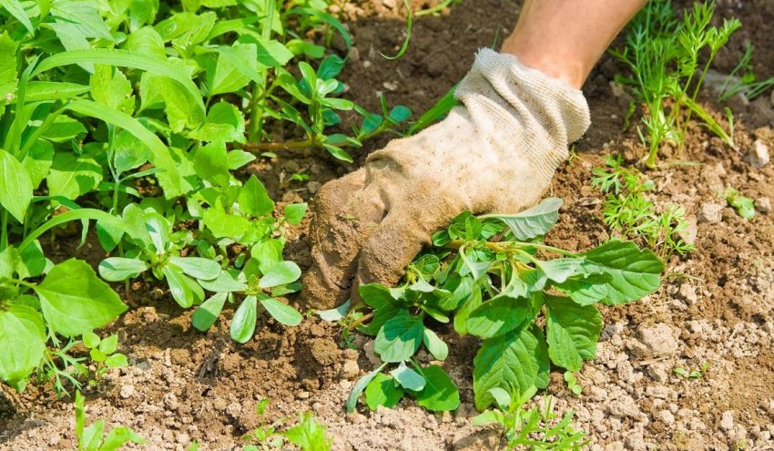 Прополка малини