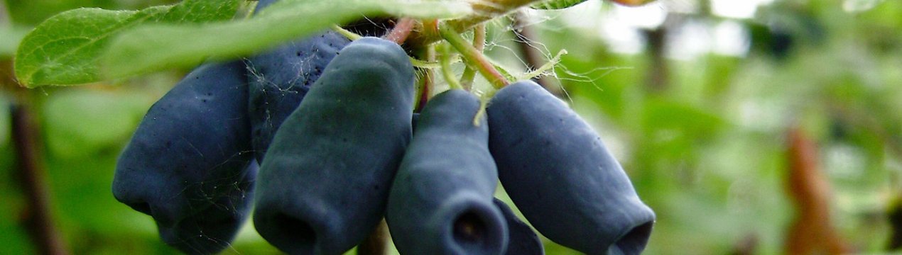 Жимолость їстівна Гжелка: основні характеристики