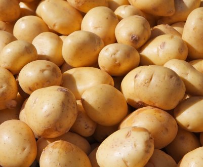 В Україні виявлені карантинні організми, що вражають картоплю