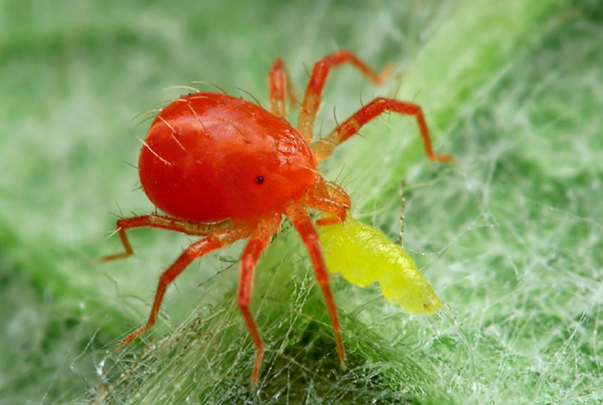 Сибірські вчені вирощують для фермерів корисних клопів, кліщів і павуків