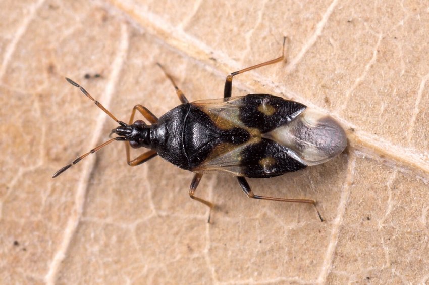 Сибірські вчені вирощують для фермерів корисних клопів, кліщів і павуків