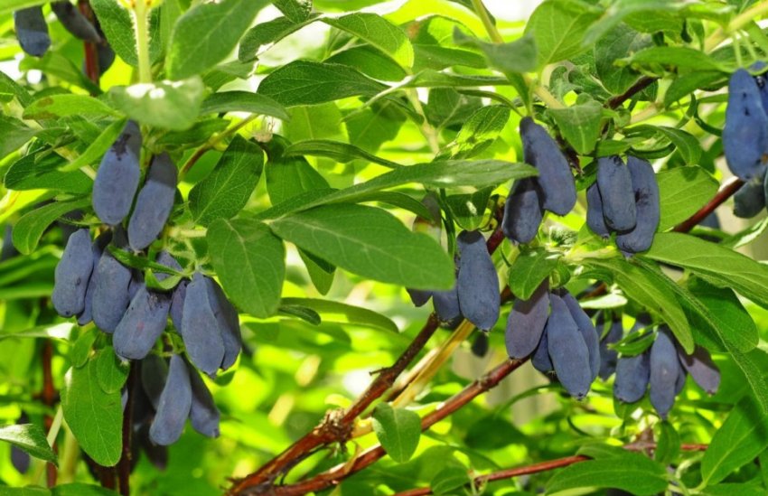 Жимолость Гжелка Жимолость Гжелка