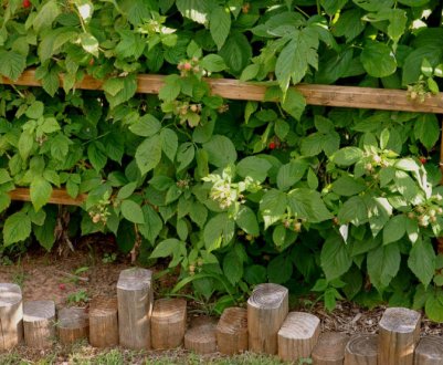 Що зробити, щоб запобігти розростання малини на городі