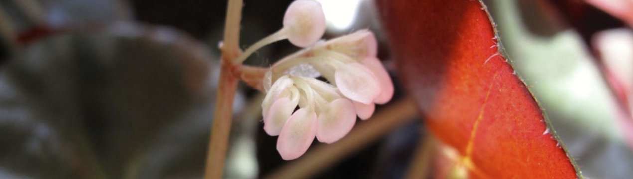 Бегонія краснолістная: корисні властивості і догляд в домашніх умовах