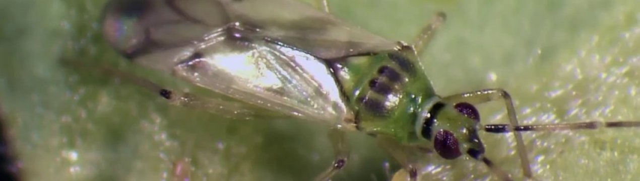 Сибірські вчені вирощують для фермерів корисних клопів, кліщів і павуків