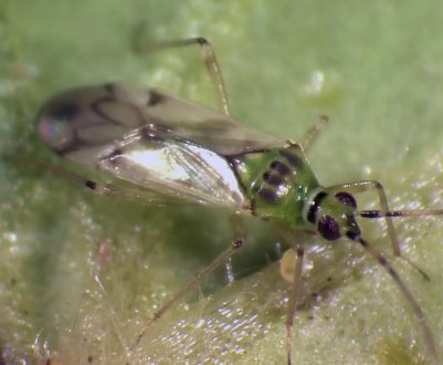 Сибірські вчені вирощують для фермерів корисних клопів, кліщів і павуків