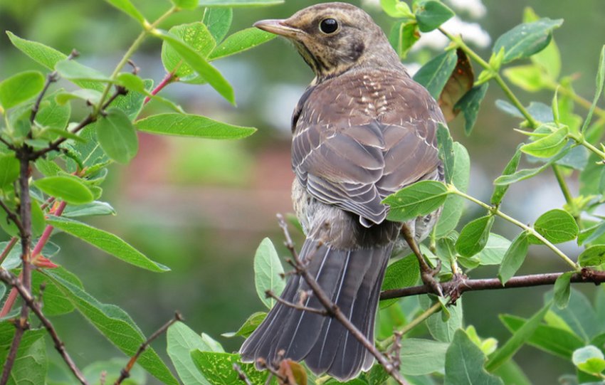 Дрозд на жимолості Дрозд на жимолості