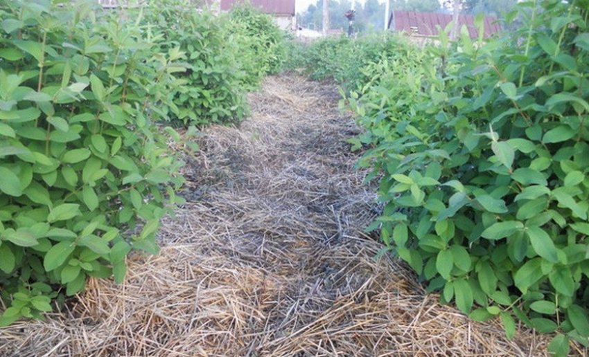 Мульчування жимолості Мульчування жимолості