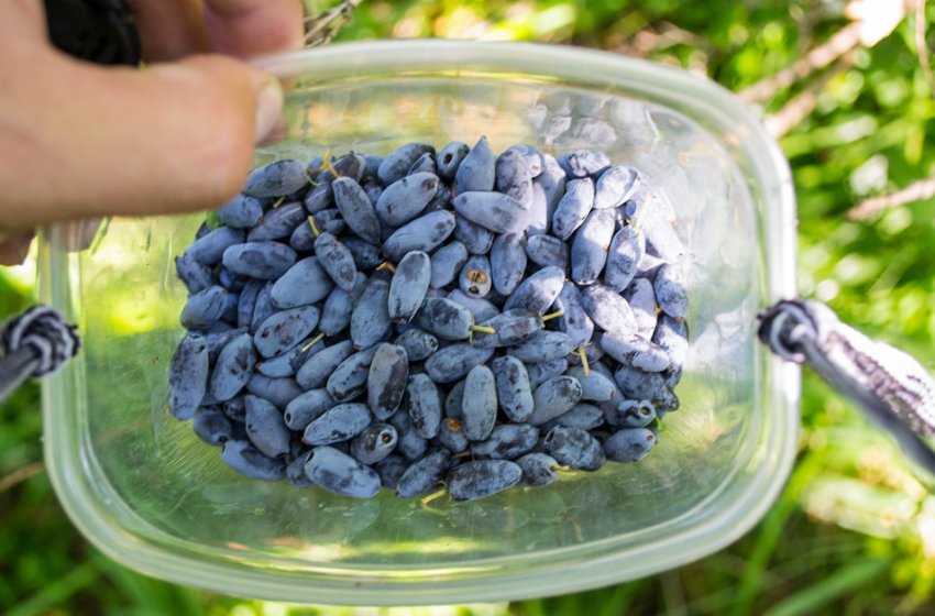 Збір жимолості Збір жимолості