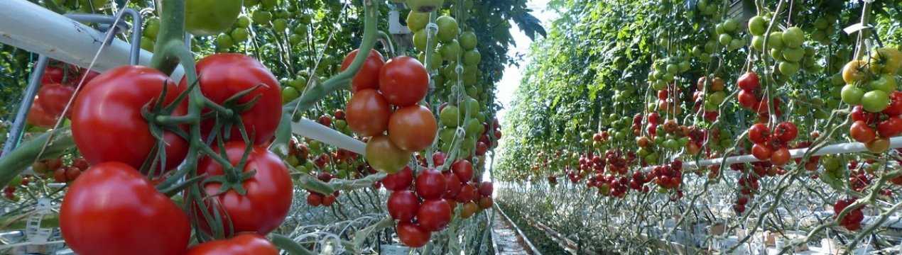 Шкідники і хвороби помідорів в теплиці: ознаки, методи боротьби з ними