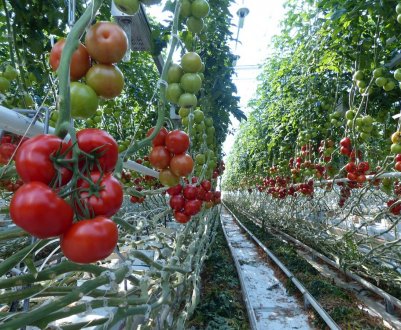 Шкідники і хвороби помідорів в теплиці: ознаки, методи боротьби з ними