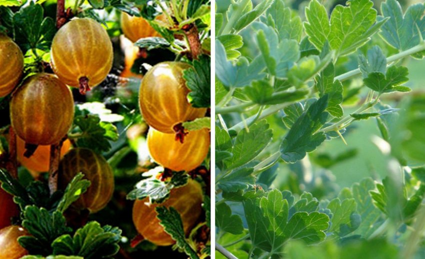 Агрус Золотистий