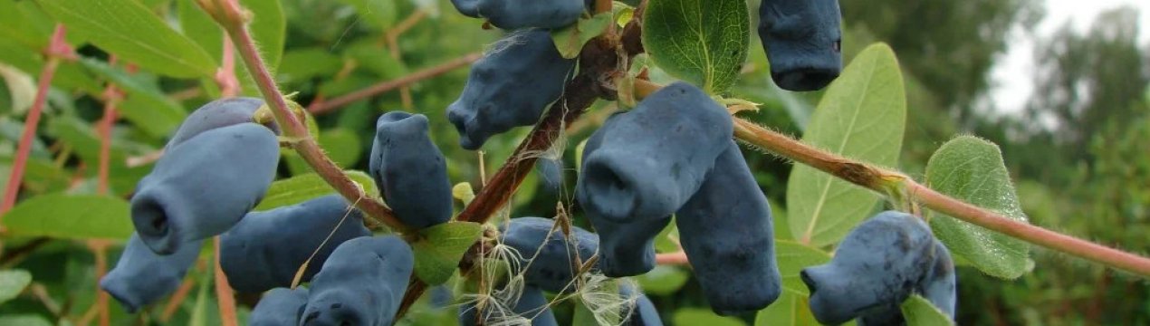 Жимолость їстівна Трудівниця — характеристики, особливості