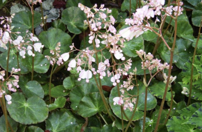 Бегонія Бегонія