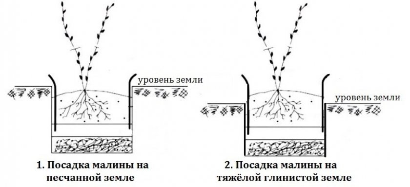 Сорт малины машенька фото и описание сорта. 94749.ptnmho.840. Сорт малины машенька фото и описание сорта фото. Сорт малины машенька фото и описание сорта-94749.ptnmho.840. картинка Сорт малины машенька фото и описание сорта. картинка 94749.ptnmho.840. Что помешало стать Марии сортом №1, какие достоинства можно похвалить, каких недостатков опасаться – характеристика, описание, проблемы и тонкости выращивания.