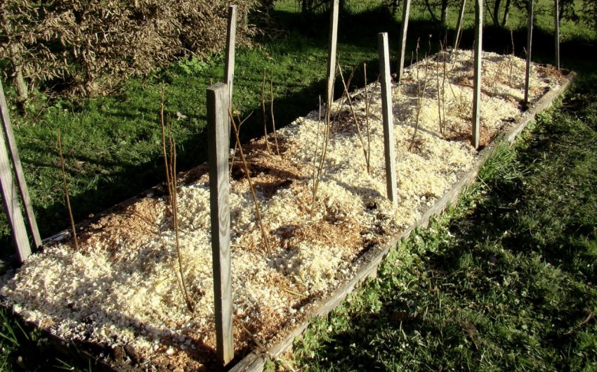 Мульчированная малина Мульчированная малина