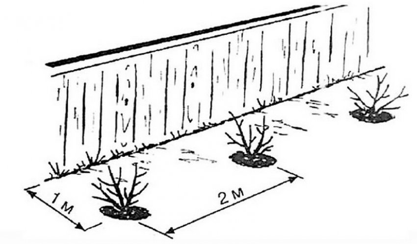 Схема місця посадки агрусу