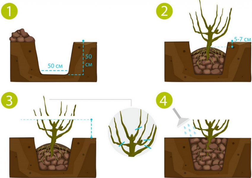 Схема посадки агрусу
