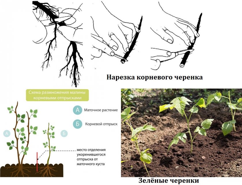 Сорт малины машенька фото и описание сорта. 94771.ptnnqo.840. Сорт малины машенька фото и описание сорта фото. Сорт малины машенька фото и описание сорта-94771.ptnnqo.840. картинка Сорт малины машенька фото и описание сорта. картинка 94771.ptnnqo.840. Что помешало стать Марии сортом №1, какие достоинства можно похвалить, каких недостатков опасаться – характеристика, описание, проблемы и тонкости выращивания.
