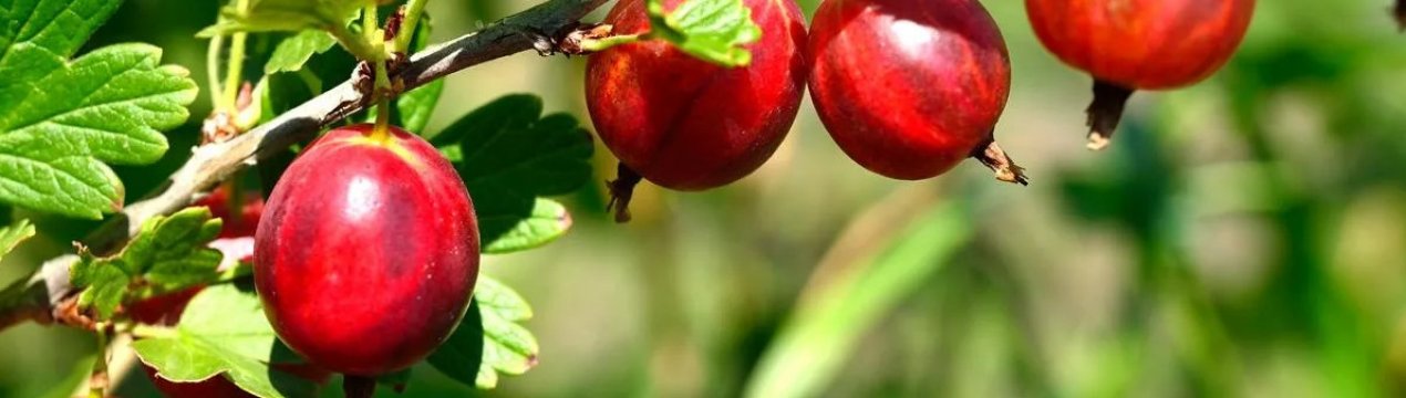 Сорт аґрусу Рожевий 2: основні характеристики, особливості агротехніки