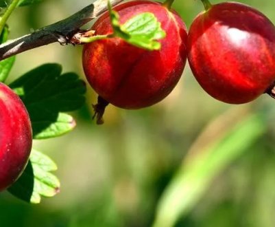 Сорт аґрусу Рожевий 2: основні характеристики, особливості агротехніки