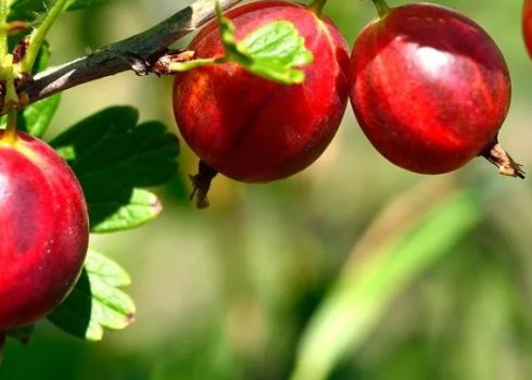 Сорт аґрусу Рожевий 2: основні характеристики, особливості агротехніки
