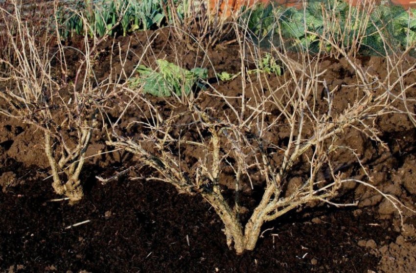 Догляд за ґрунтом