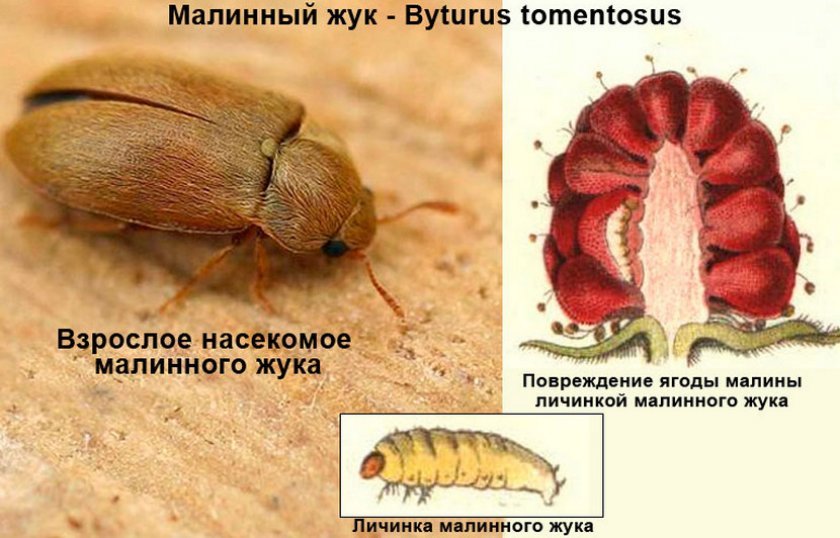 Сорт малины машенька фото и описание сорта. 94778.ptno2c.840. Сорт малины машенька фото и описание сорта фото. Сорт малины машенька фото и описание сорта-94778.ptno2c.840. картинка Сорт малины машенька фото и описание сорта. картинка 94778.ptno2c.840. Что помешало стать Марии сортом №1, какие достоинства можно похвалить, каких недостатков опасаться – характеристика, описание, проблемы и тонкости выращивания.