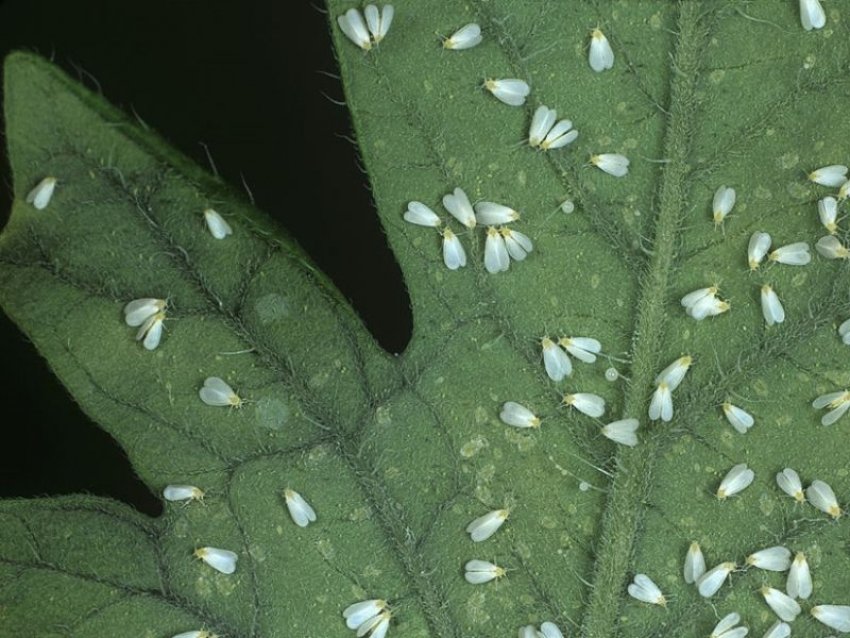 Шкідник білокрилка в теплицях