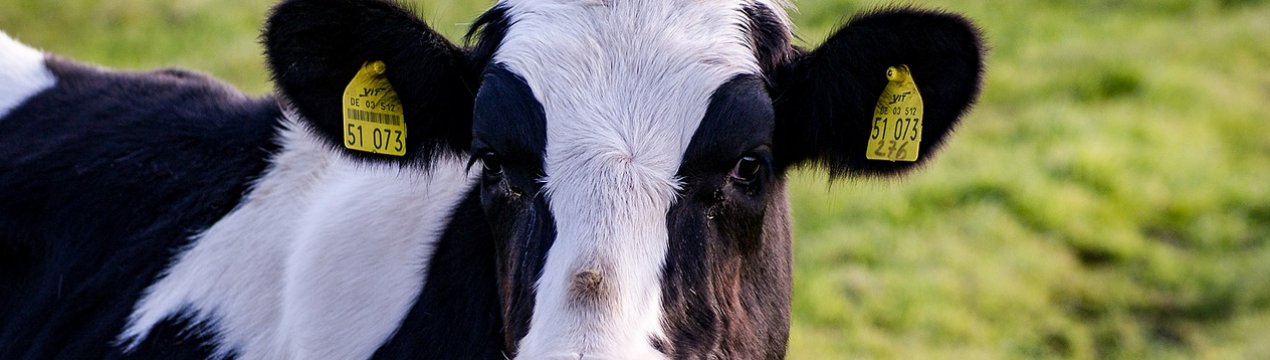 На новій удмуртської фермі прибирати гній і доїти корів буде автоматика