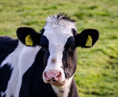 На новій удмуртської фермі прибирати гній і доїти корів буде автоматика