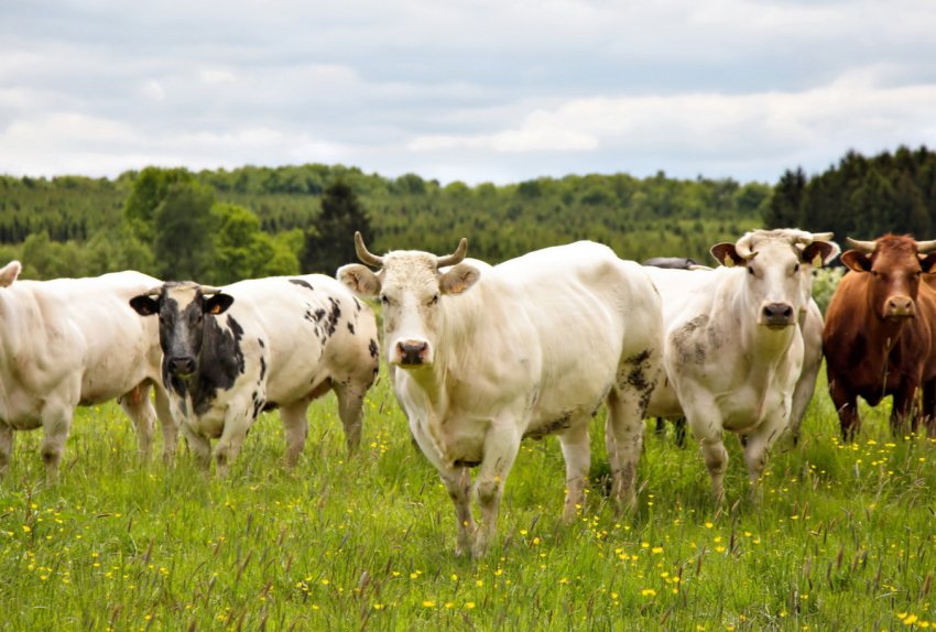 На новій удмуртської фермі прибирати гній і доїти корів буде автоматика На новій удмуртської фермі прибирати гній і доїти корів буде автоматика