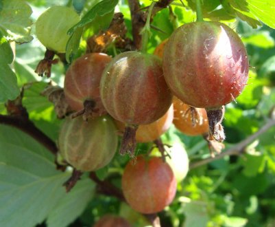 Агрус звичайний Зміна: зовнішній вигляд, характеристика, врожайність