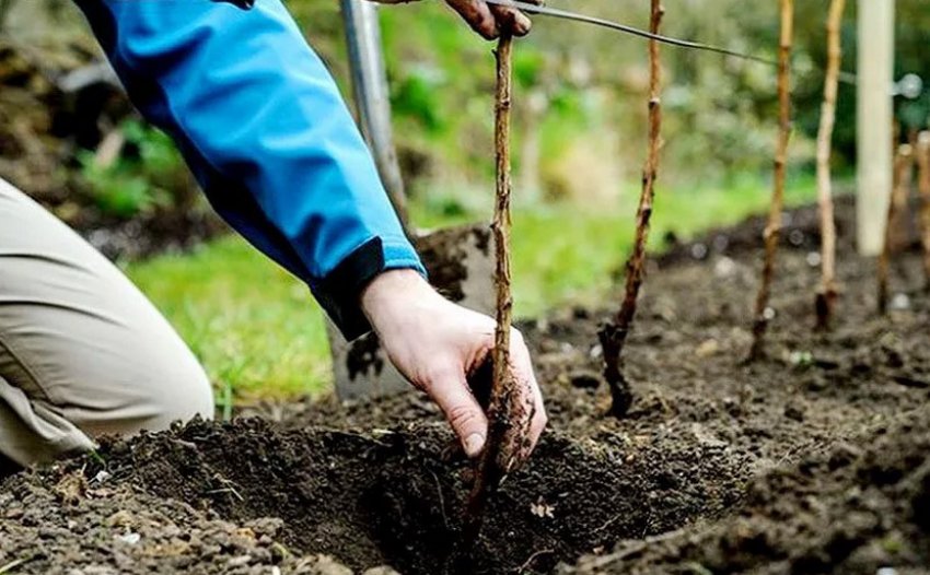 Посадковий матеріал агрусу Посадковий матеріал агрусу