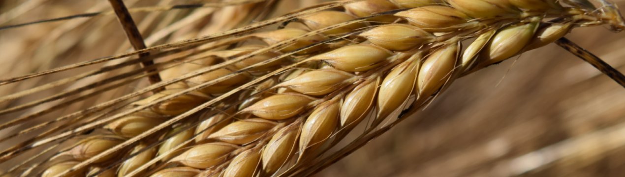 Фермери Херсонської області уклали найбільшу кількість аграрних розписок