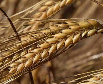 Фермери Херсонської області уклали найбільшу кількість аграрних розписок