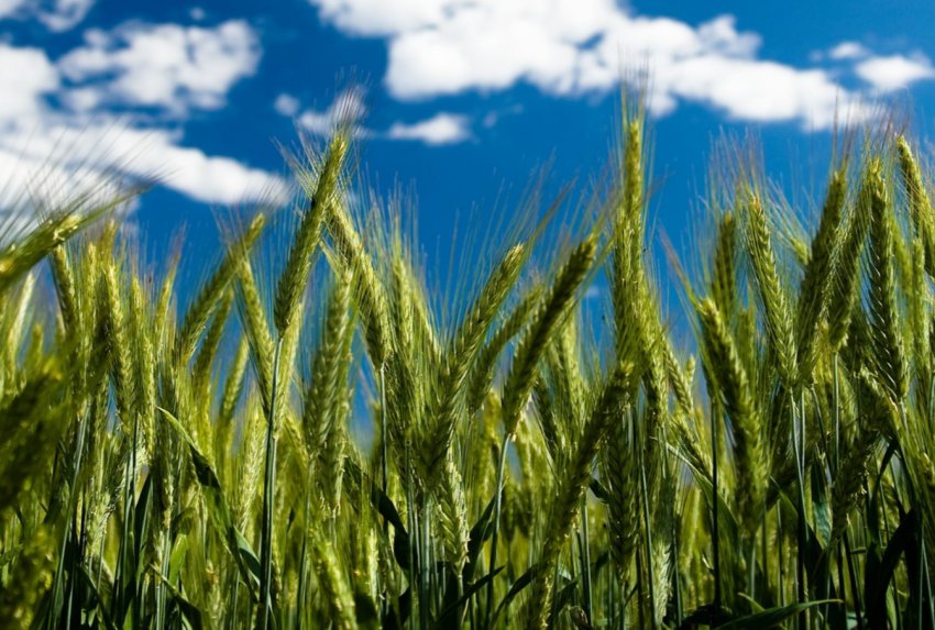 Фермери Херсонської області уклали найбільшу кількість аграрних розписок Фермери Херсонської області уклали найбільшу кількість аграрних розписок