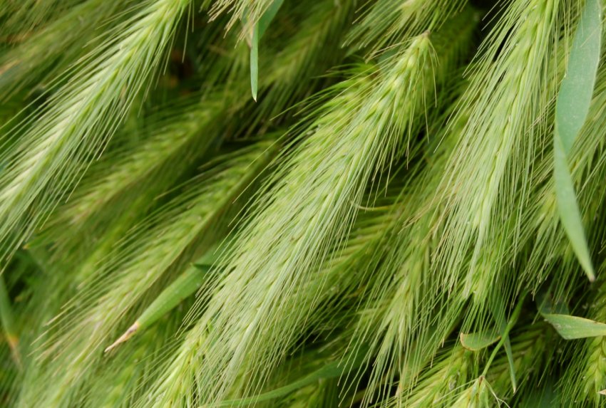 Фермери Херсонської області уклали найбільшу кількість аграрних розписок Фермери Херсонської області уклали найбільшу кількість аграрних розписок