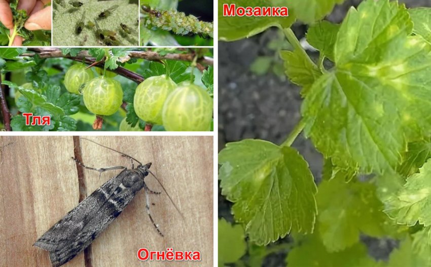 Хвороби і шкідники агрусу Хвороби і шкідники агрусу