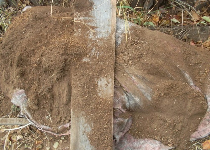 Укриття агрусу на зиму