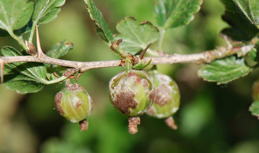 Борошниста роса на аґрусі Борошниста роса на аґрусі