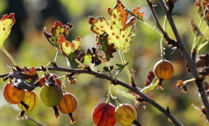 Іржа на аґрусі Іржа на аґрусі