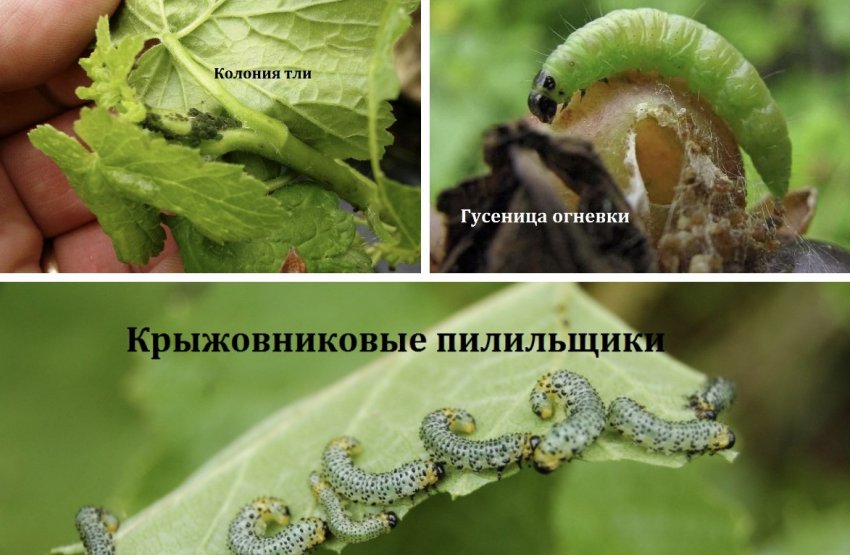 Шкідники агрусу Зміна