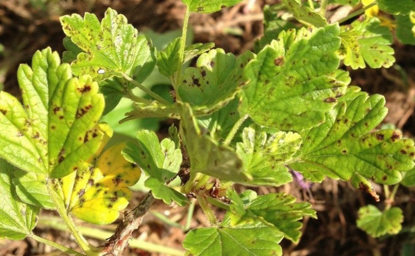 Септоріоз агрусу Септоріоз агрусу