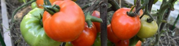 Описание сорта томатов Белый налив с фото: характеристики помидоров и секреты выращивания