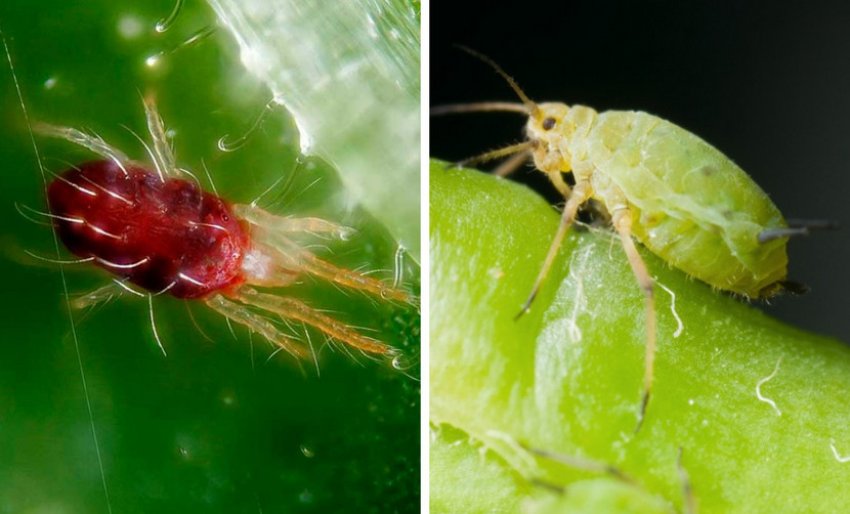 Павутинний кліщ і тля Павутинний кліщ і тля
